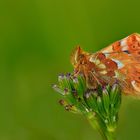 Boloria caucasica