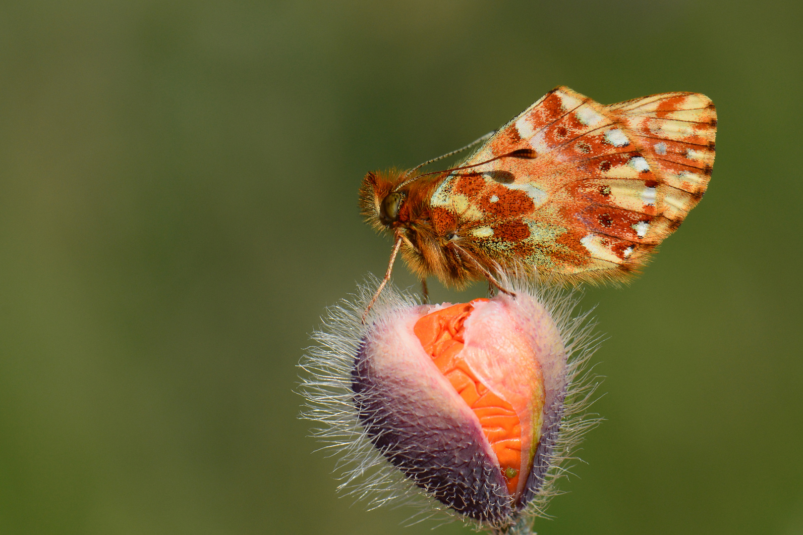 Boloria caucasica