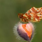 Boloria caucasica