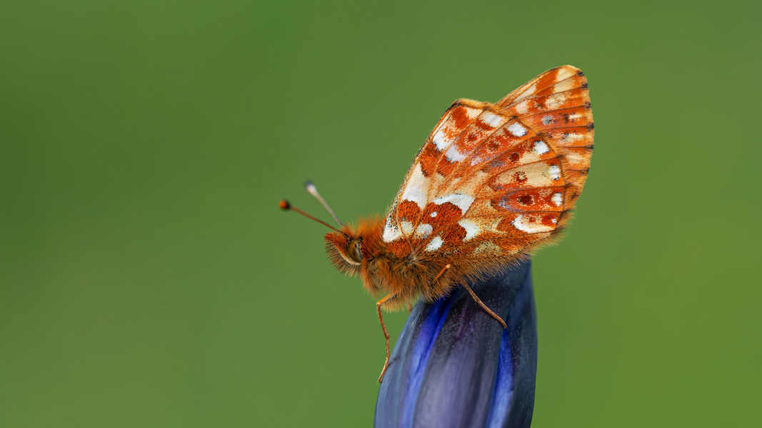 Boloria caucasica