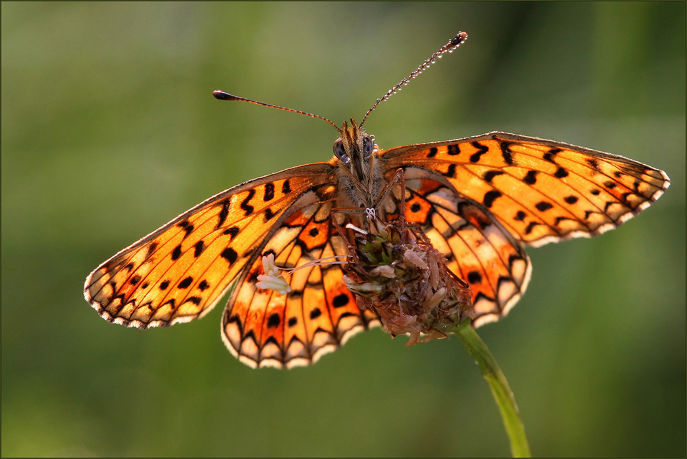 boloria [clossiana] selene...