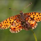 boloria [clossiana] selene...