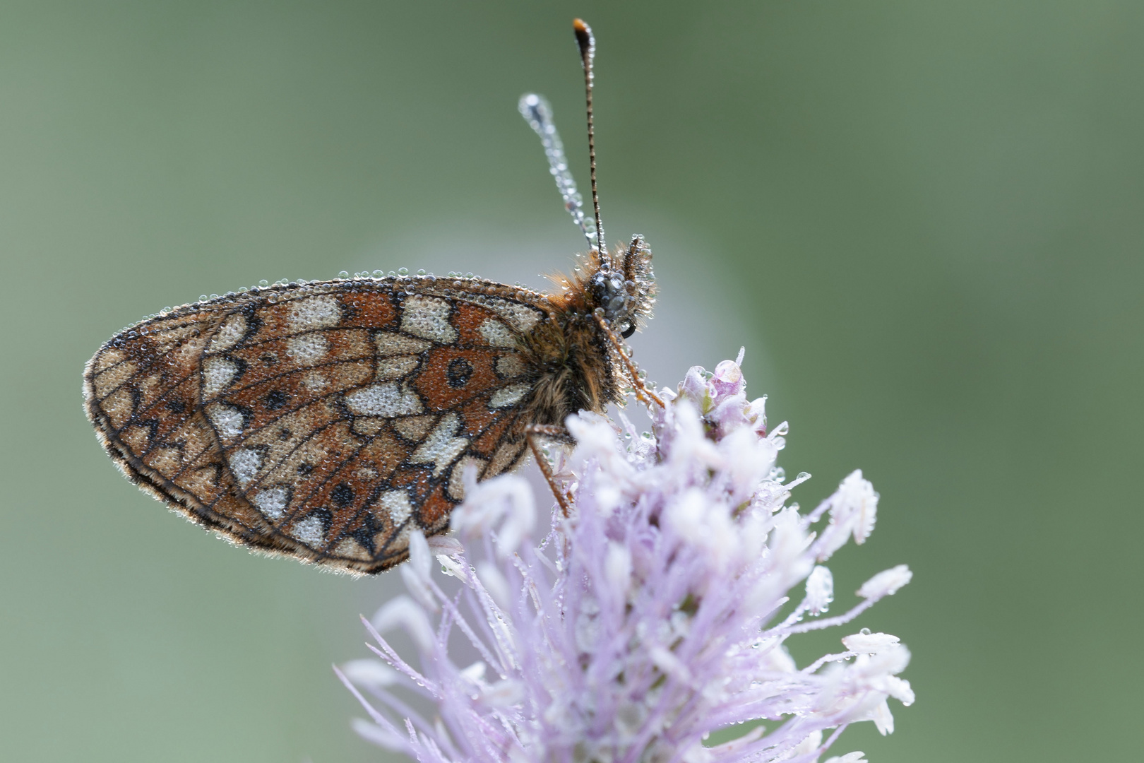 Boloria (Clossiana) selene, Braunfleckiger Perlmuttfalter (or Sumpfweisen-Perlmuttfalter