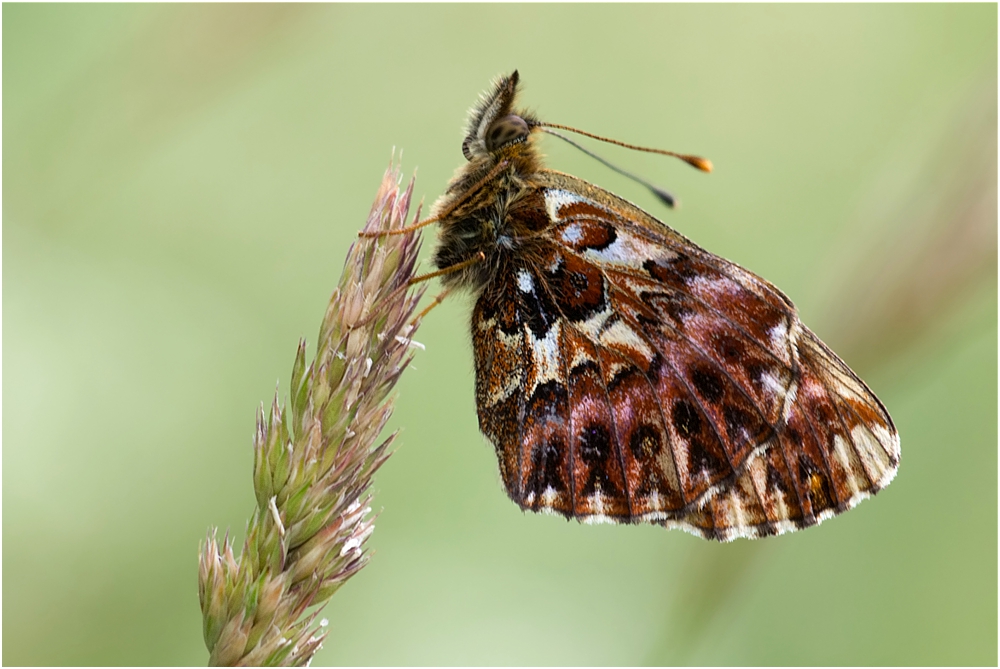 Boloria (Clossiana) titania ... Natterwurz-Perlmutterfalter