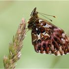 Boloria (Clossiana) titania ... Natterwurz-Perlmutterfalter