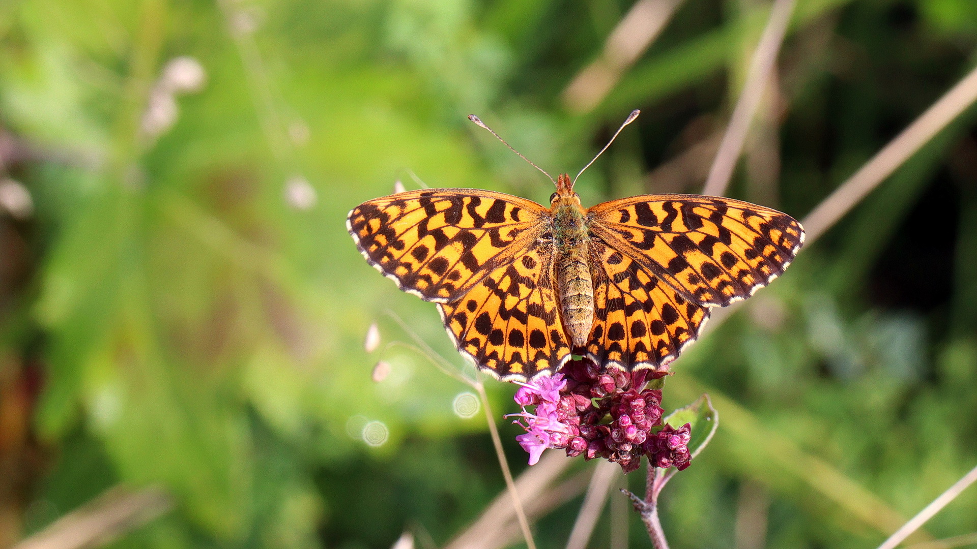 Boloria dia