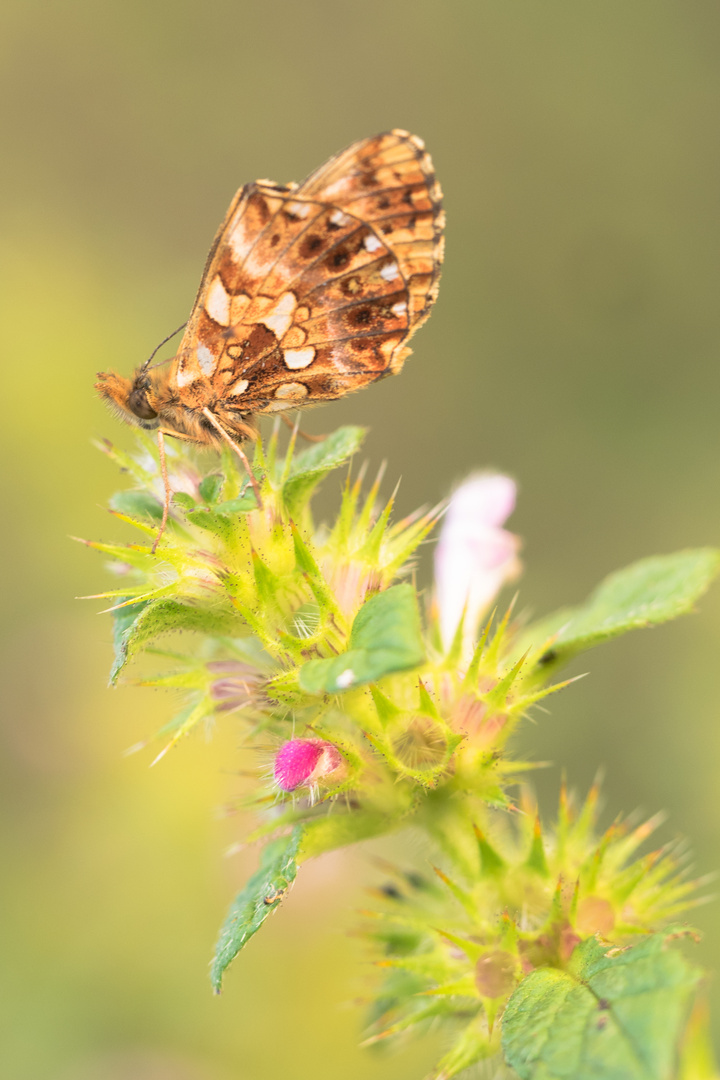 Boloria dia