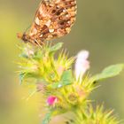 Boloria dia