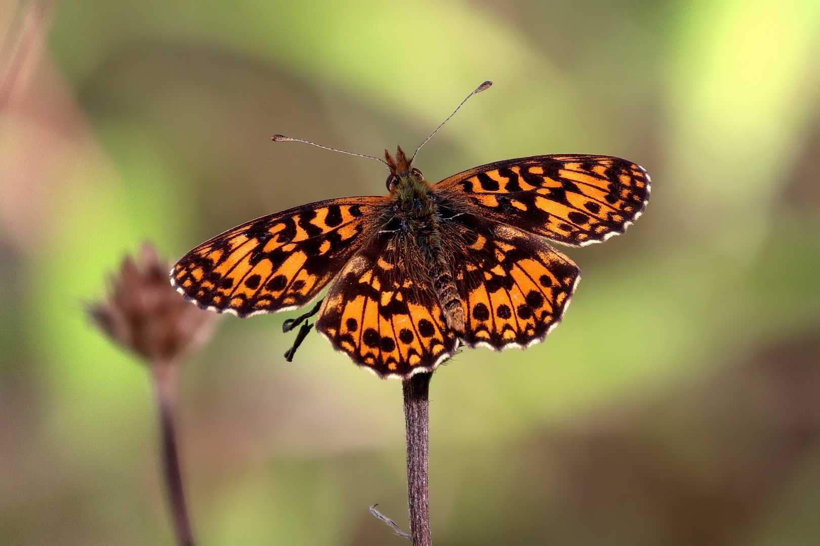 Boloria dia