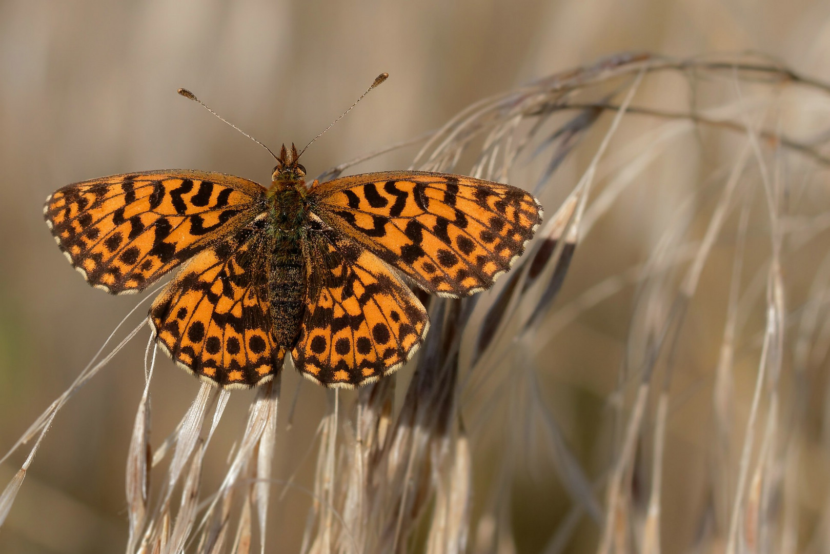  Boloria dia