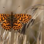  Boloria dia