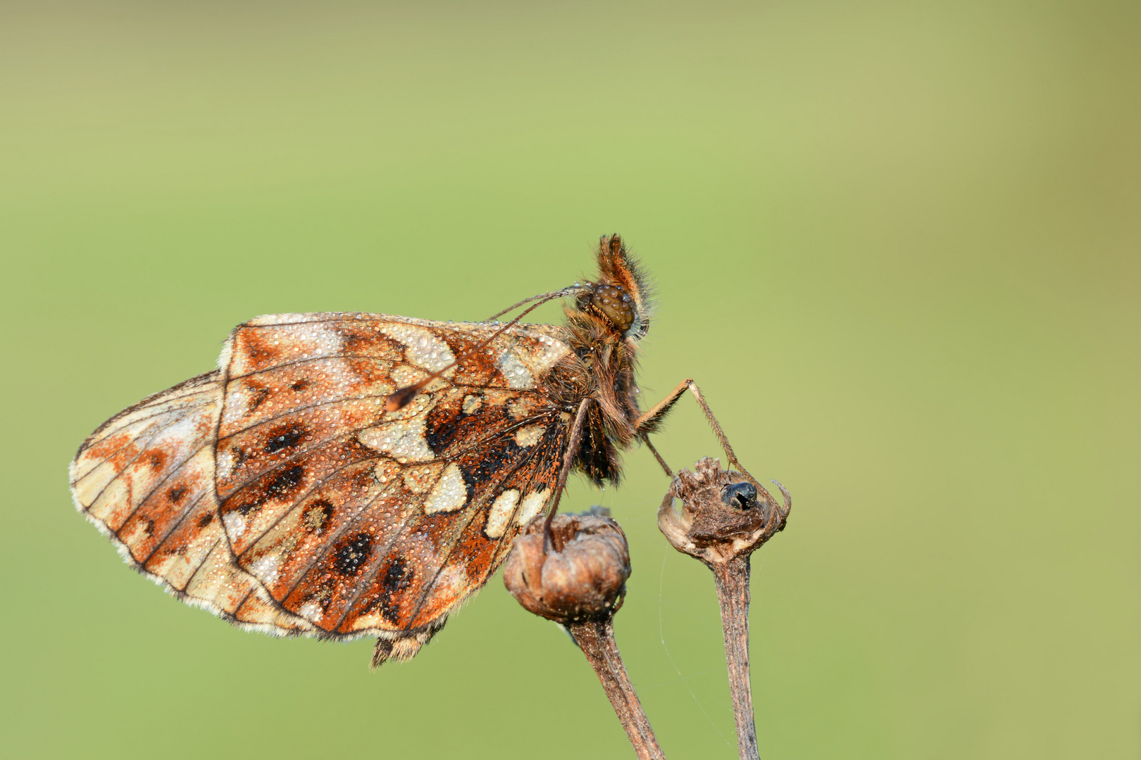 Boloria dia #10