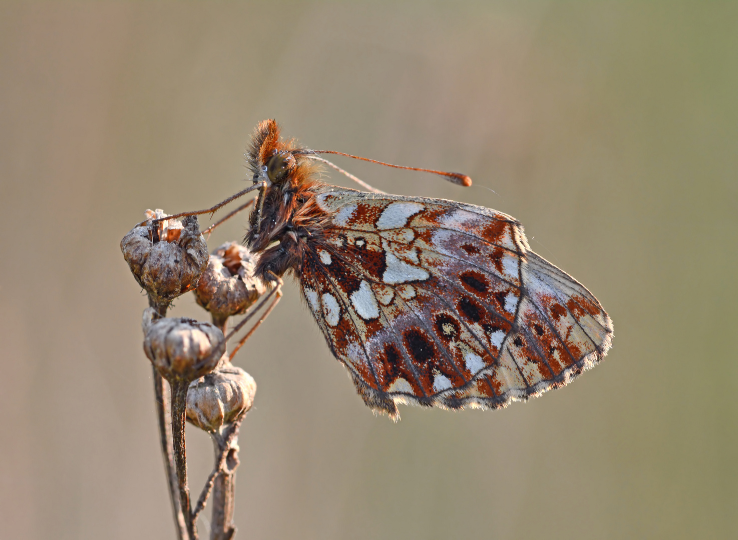 Boloria dia #14