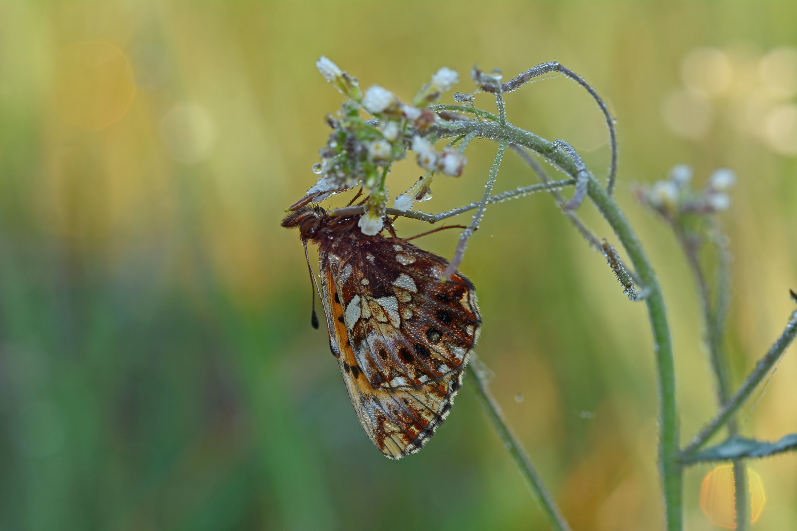 Boloria dia #20