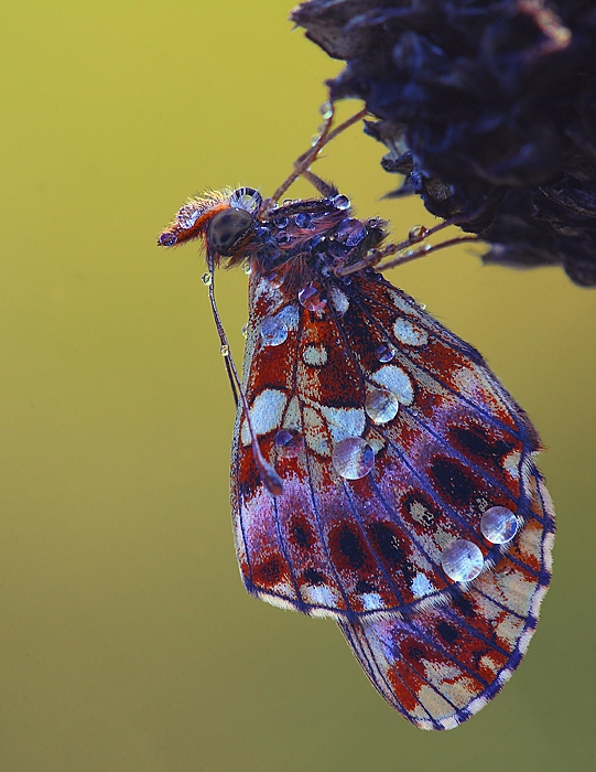 Boloria dia