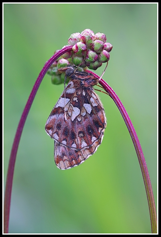 Boloria dia