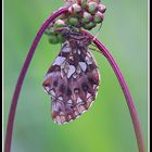 Boloria dia