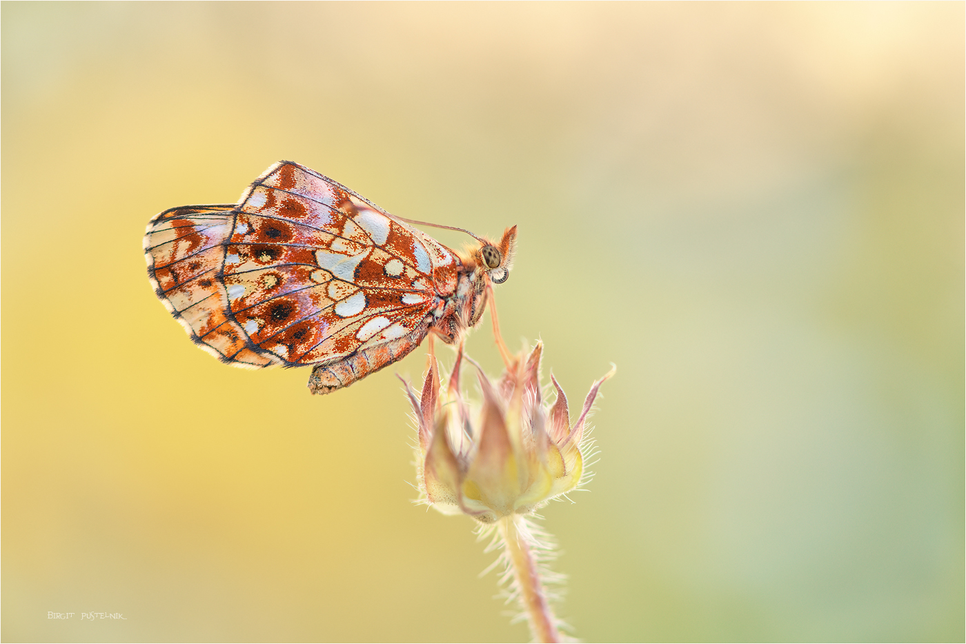 Boloria dia