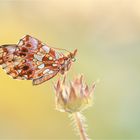 Boloria dia