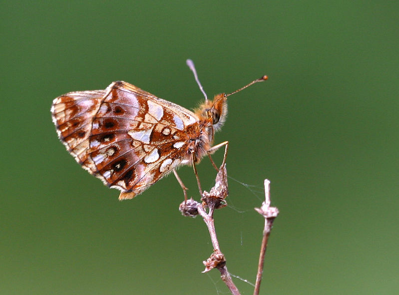 Boloria dia