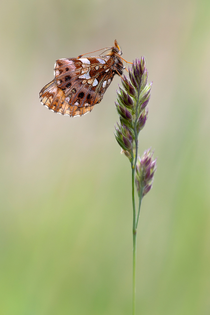 Boloria Dia 