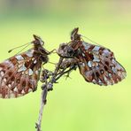 Boloria dia #8