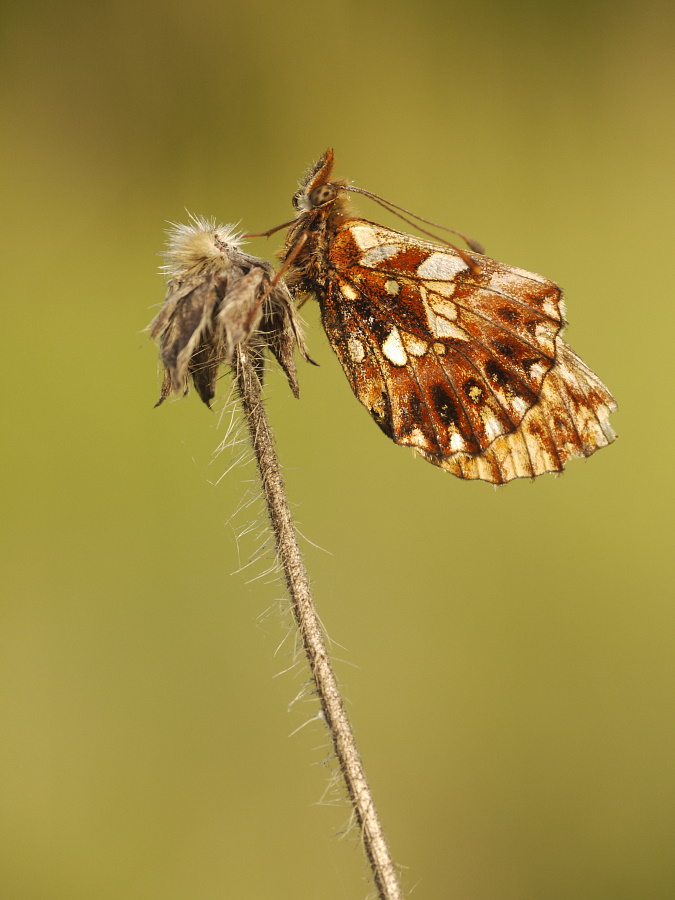 Boloria dia