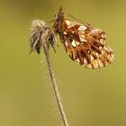 Boloria dia