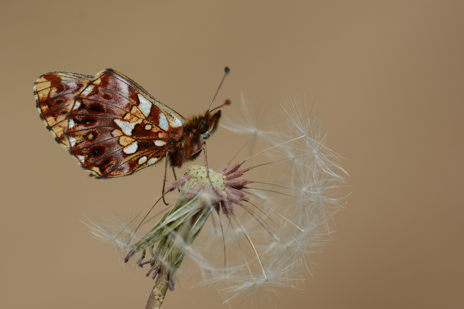 Boloria dia