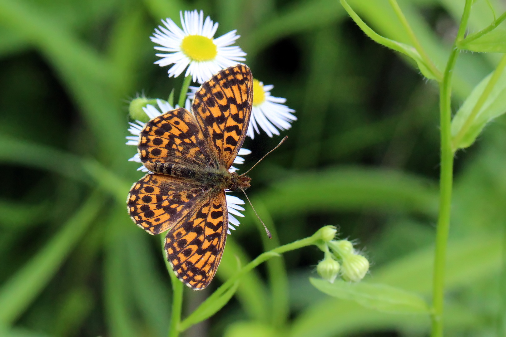 Boloria dia