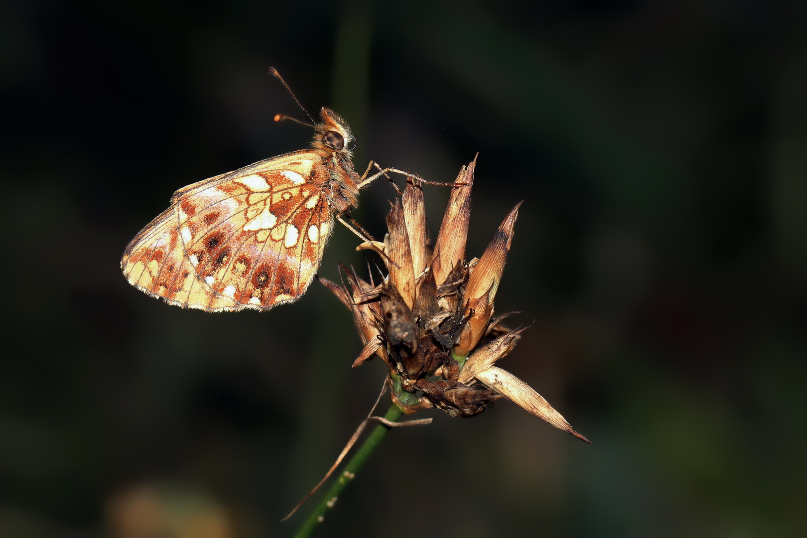 Boloria dia