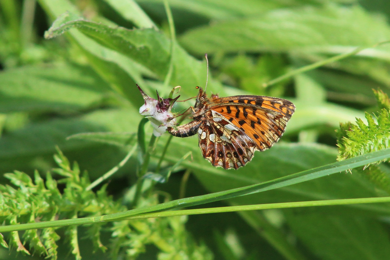 Boloria dia