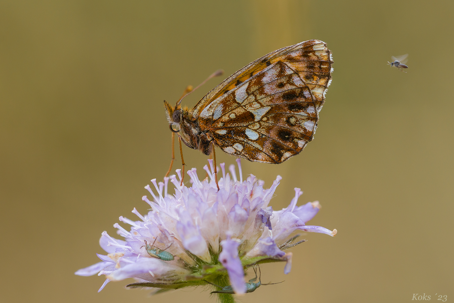 Boloria dia & Co.