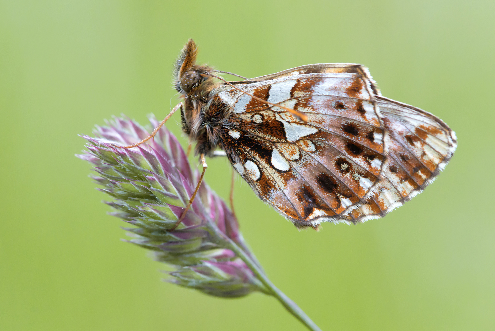 Boloria dia