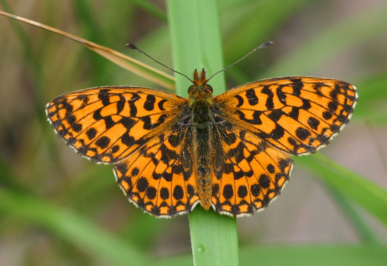 Boloria dia female