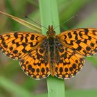 Boloria dia female