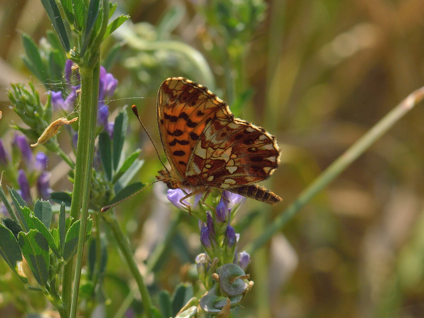 Boloria dia, Magerrasen-Perlmuttfalter