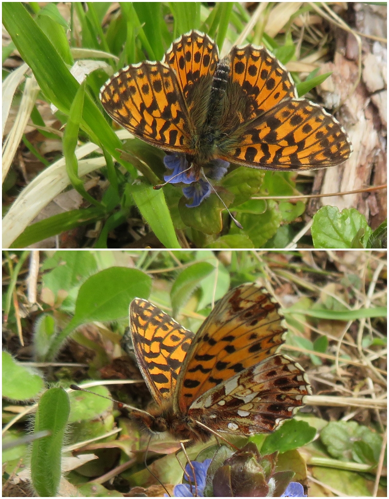 Boloria dia- Magerrasen Perlmuttfalter 