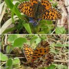 Boloria dia- Magerrasen Perlmuttfalter 