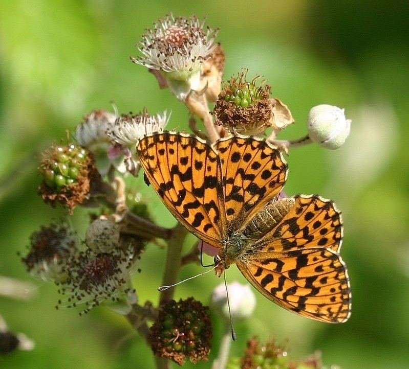 Boloria dia - Violet Fritillary or Weaver's Fritillary