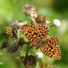 Boloria dia - Violet Fritillary or Weaver's Fritillary