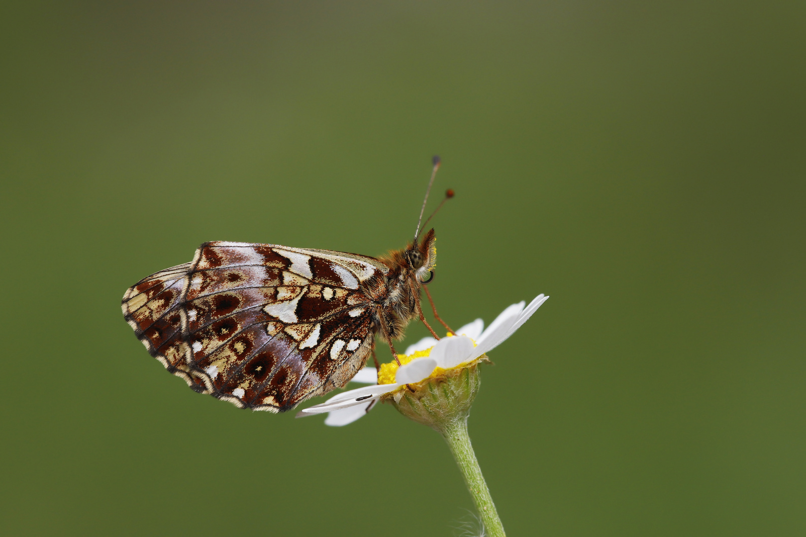 Boloria dia » Weaver's Fritillary