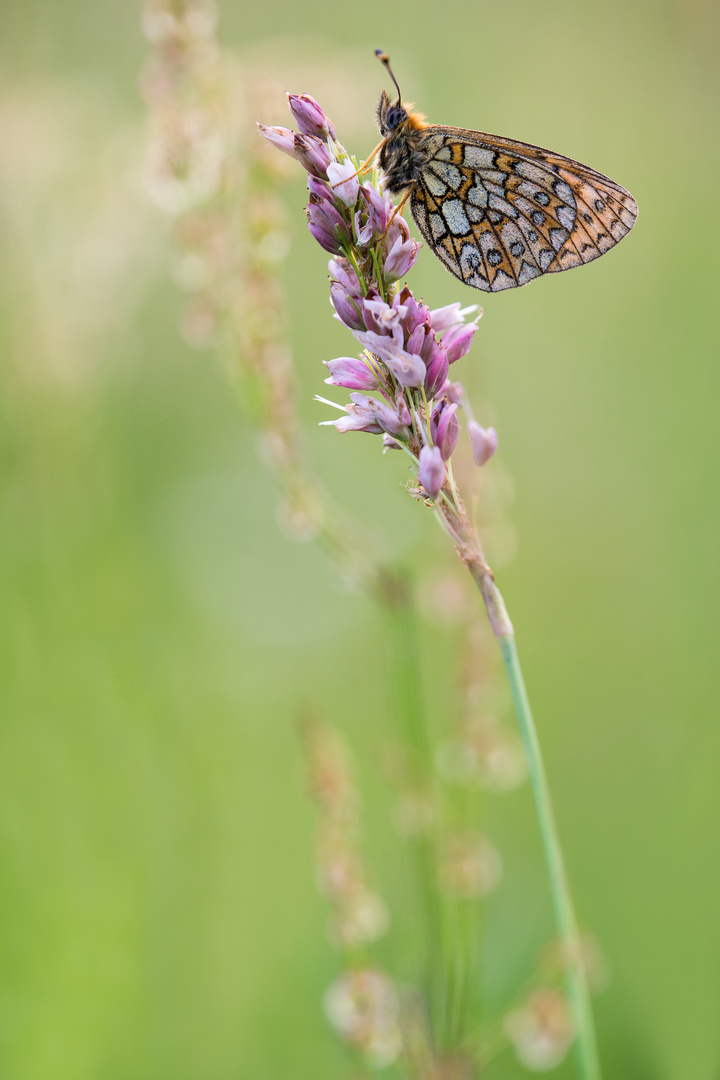 Boloria eunomia