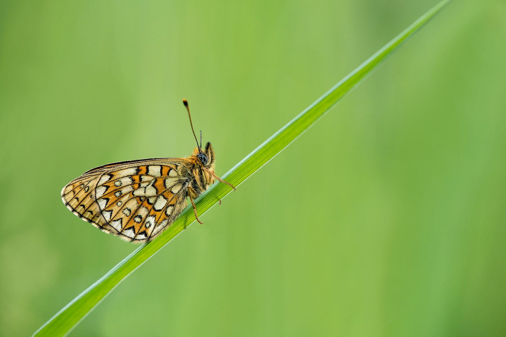 Boloria eunomia