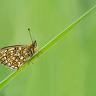 Boloria eunomia