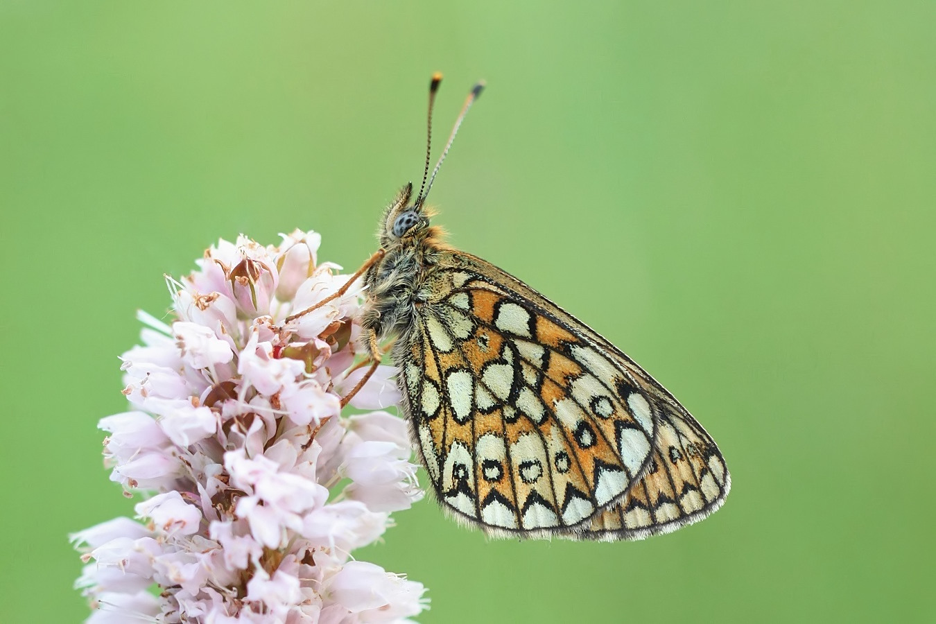 Boloria eunomia