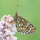 Boloria eunomia