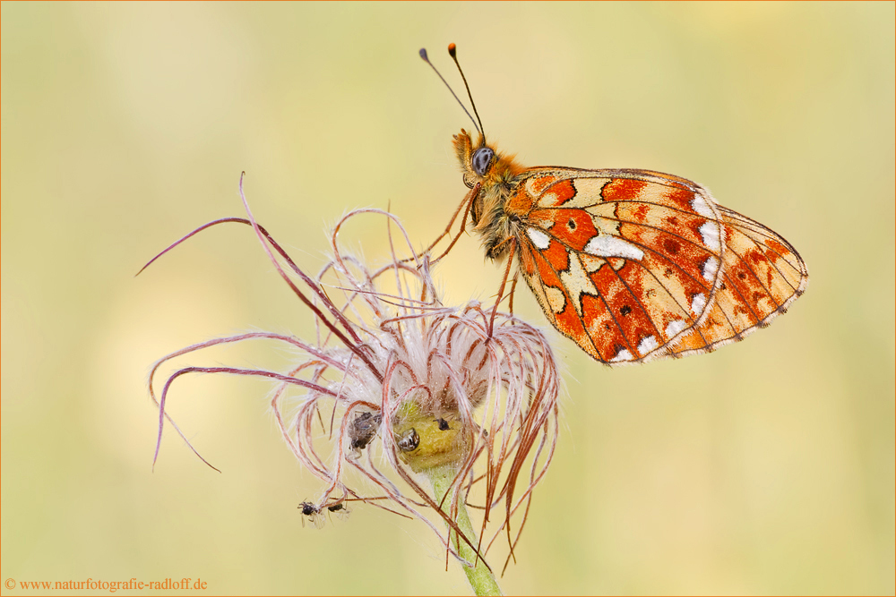 ~Boloria euphrosyne~