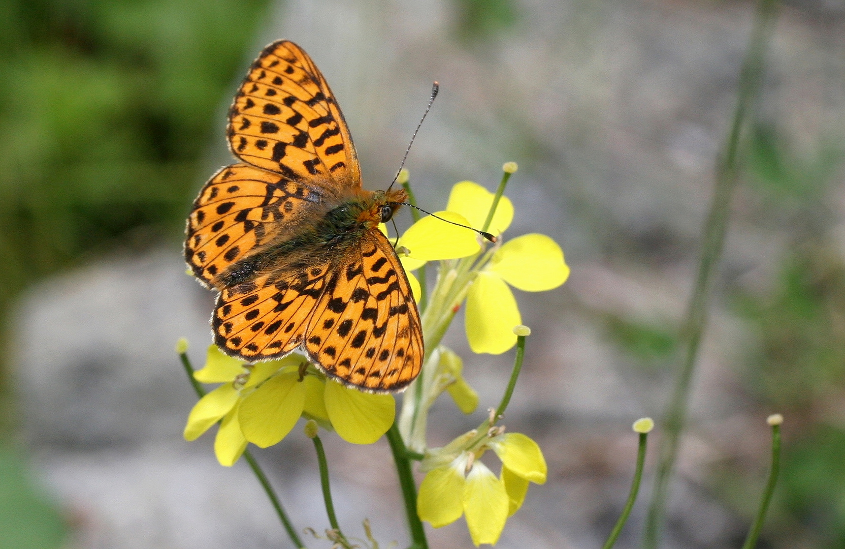 Boloria euphrosyne 