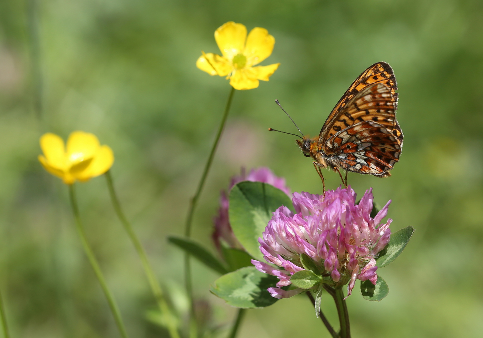 Boloria euphrosyne